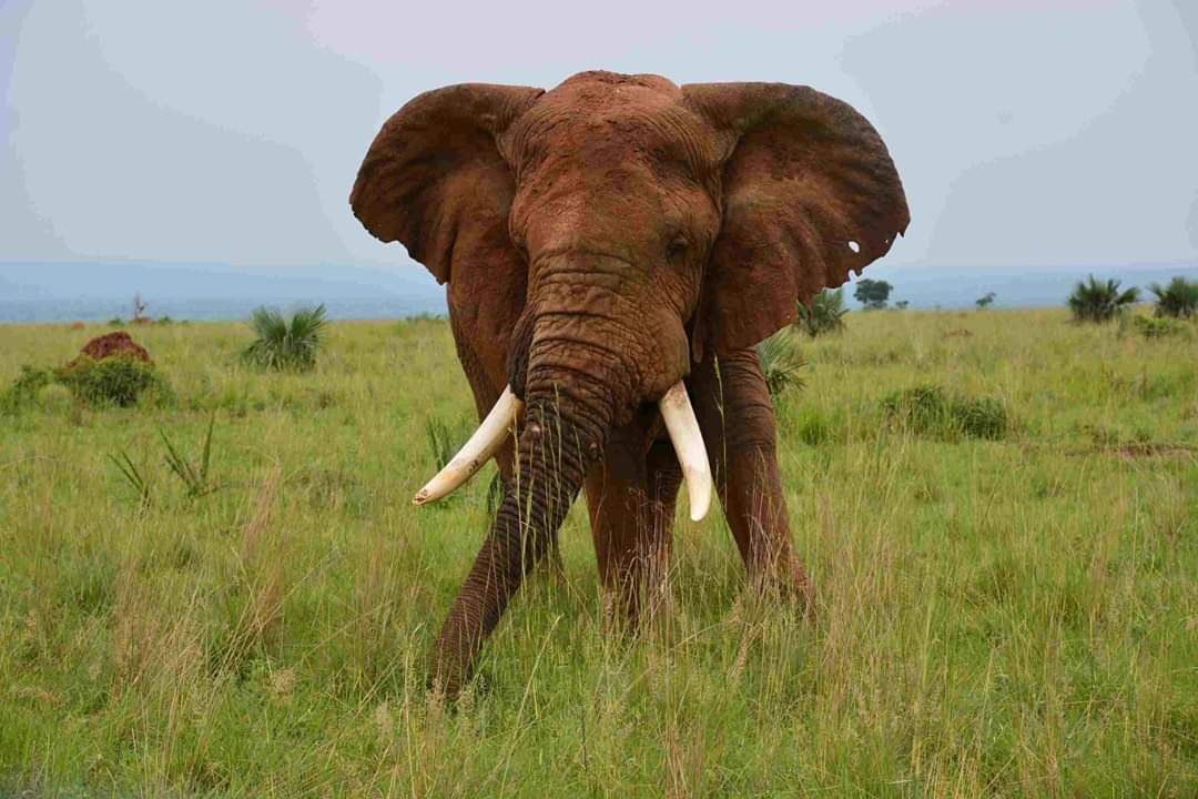 Elephant en Ouganda