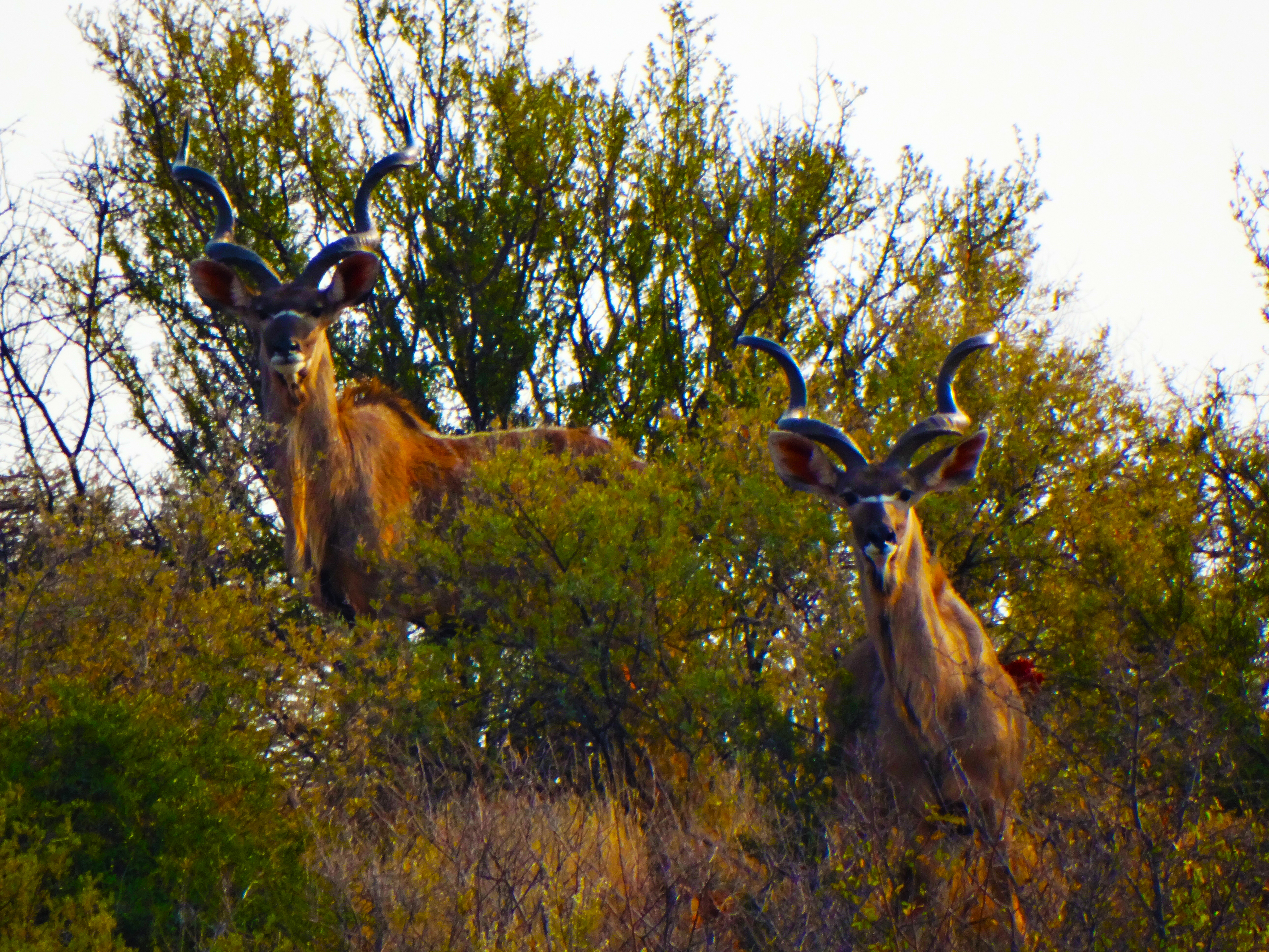 chasse en Afrique du Sud