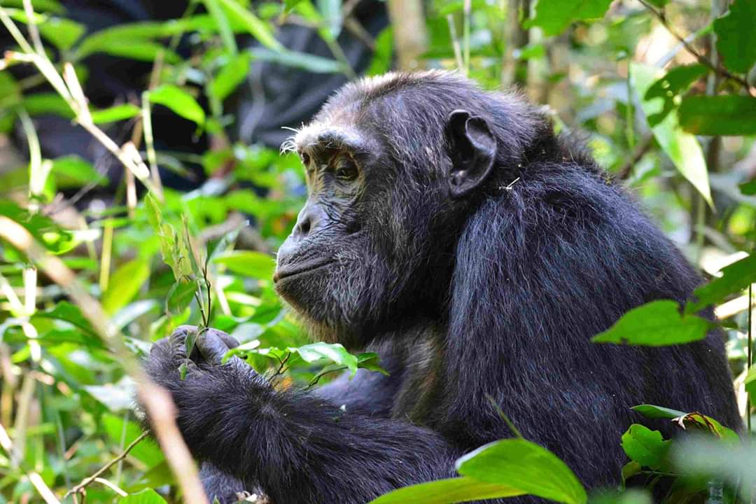Chimpanzé safari photo