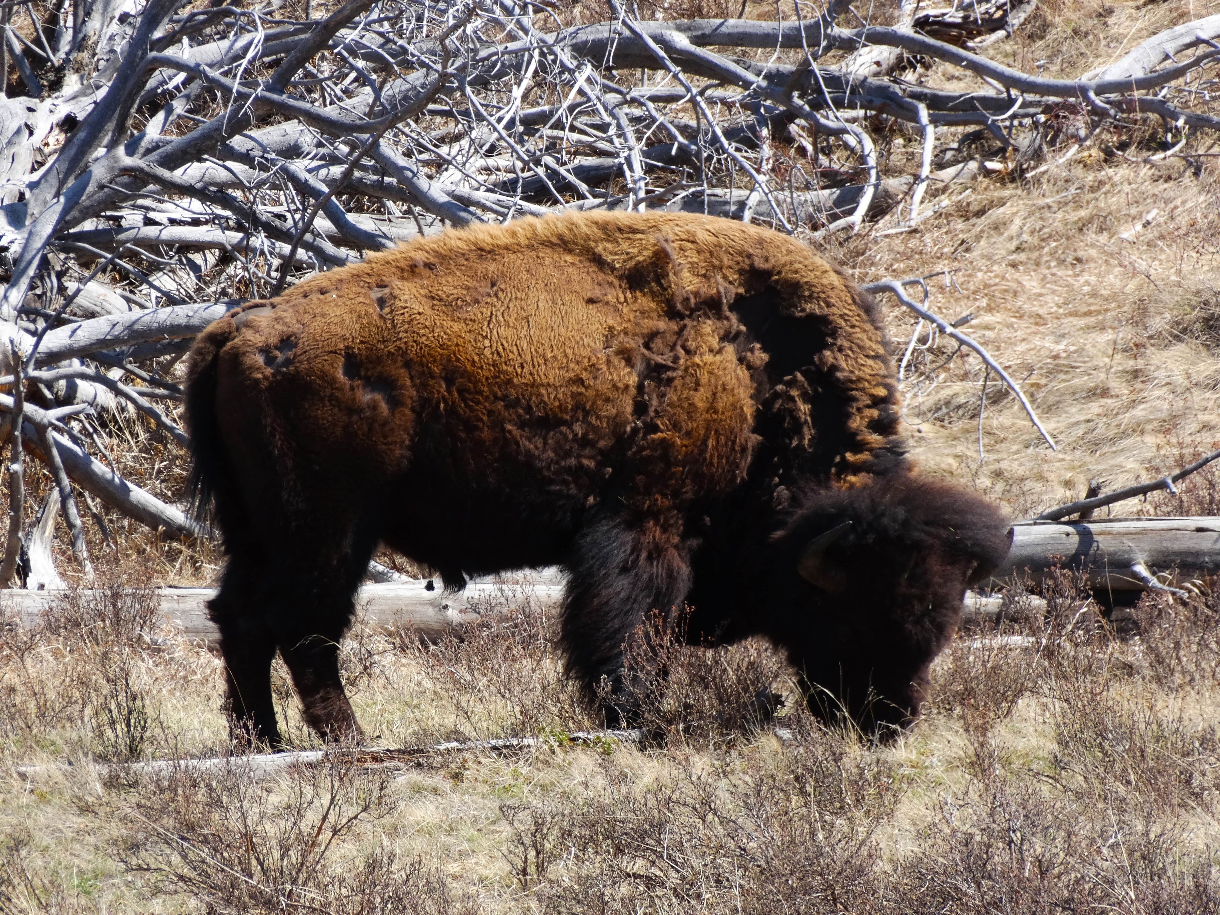 hunting bison USA