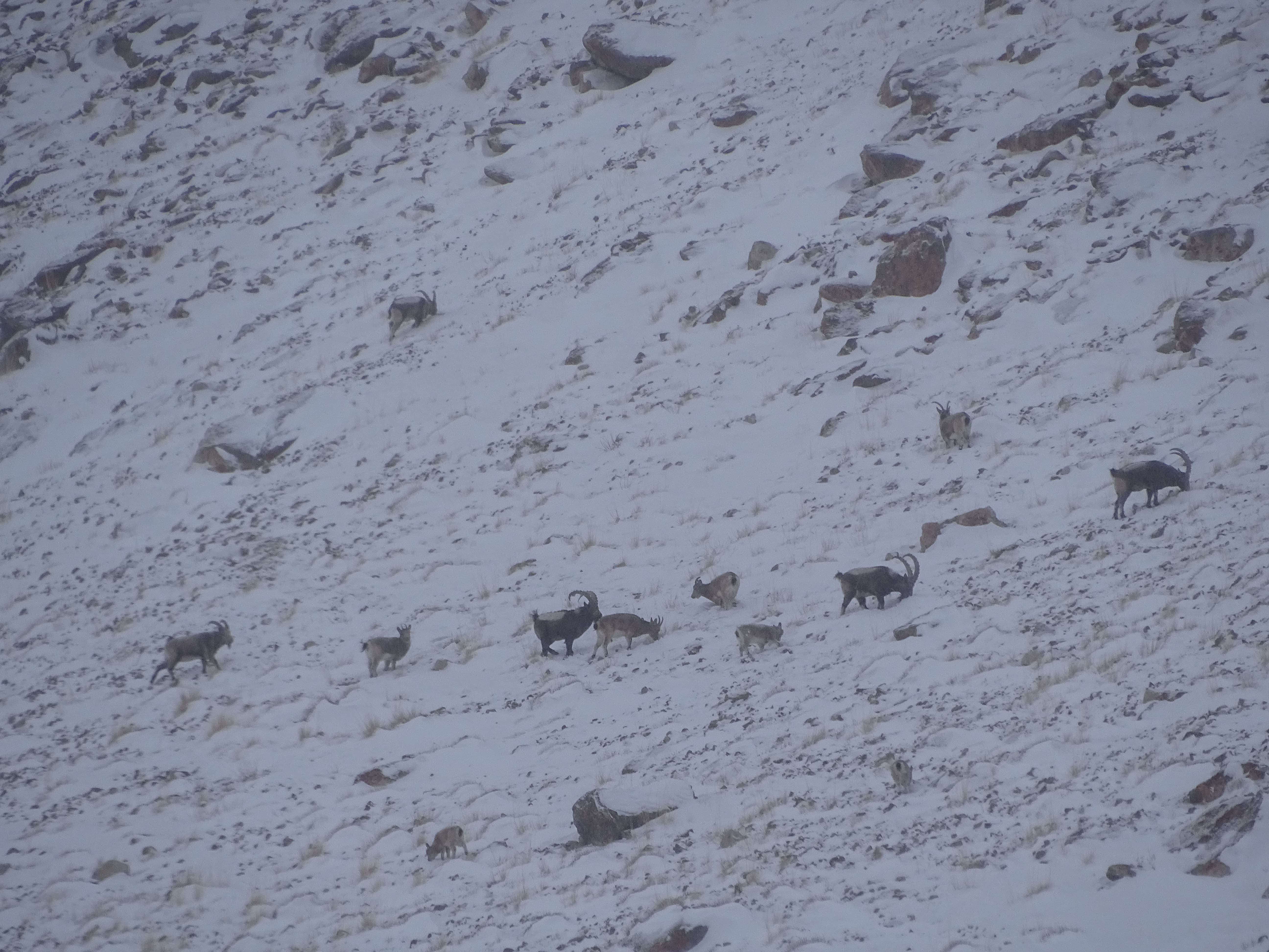 hunting ibex