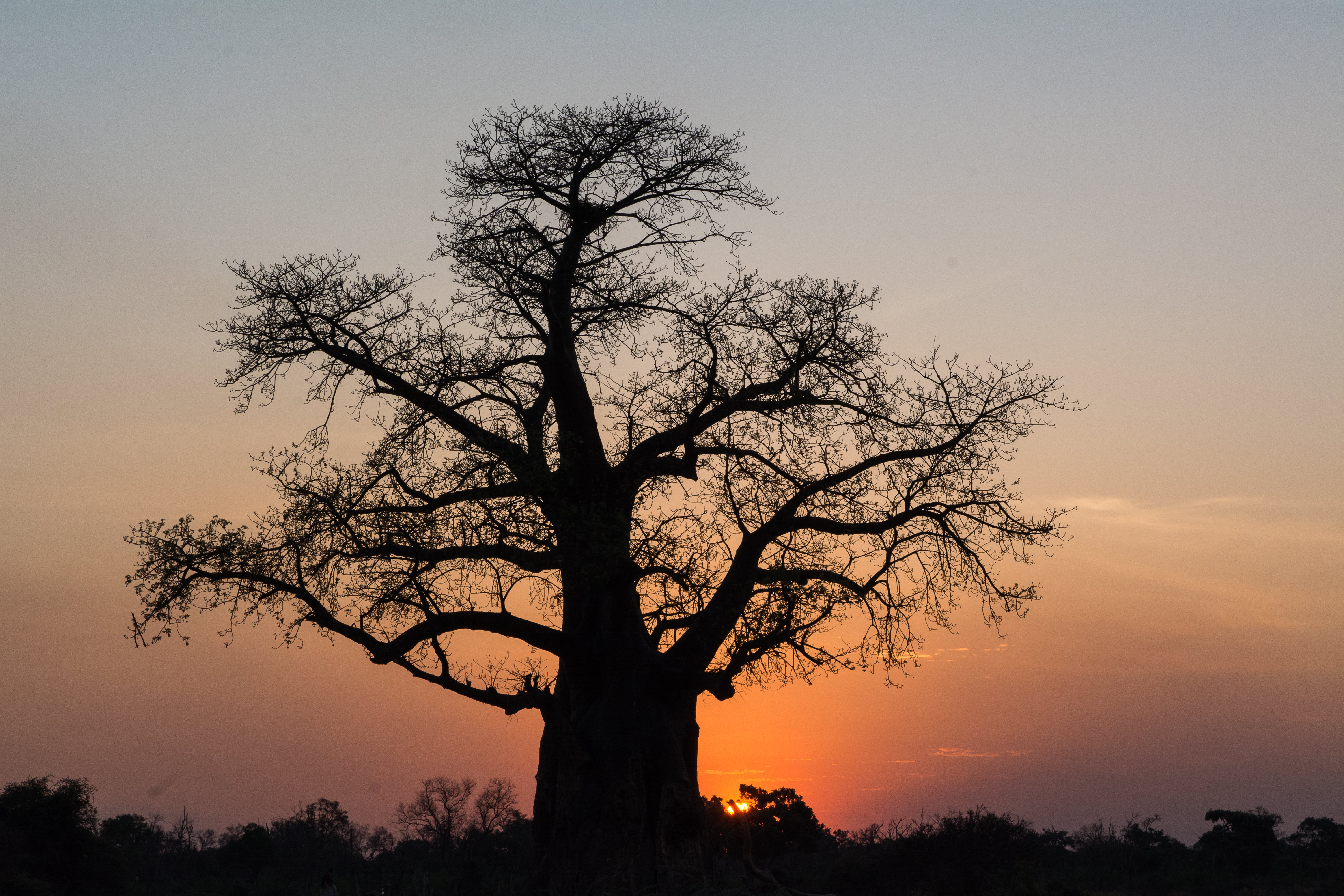 safari photo Botswana