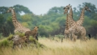 Botswana safari photo