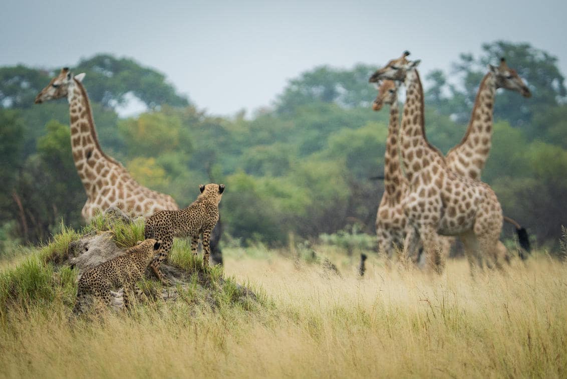 Botswana safari photo