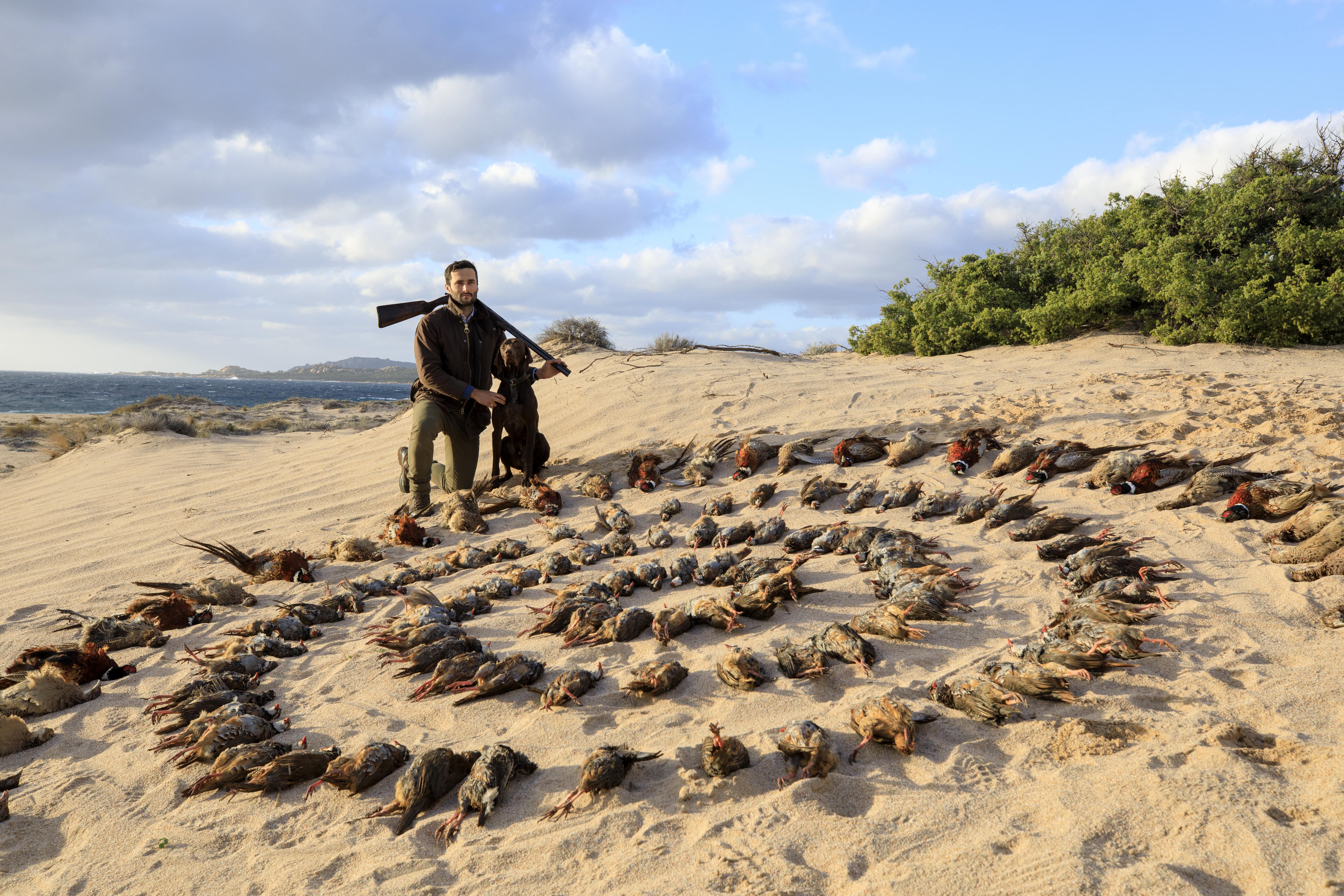 perdreaux de haut vol