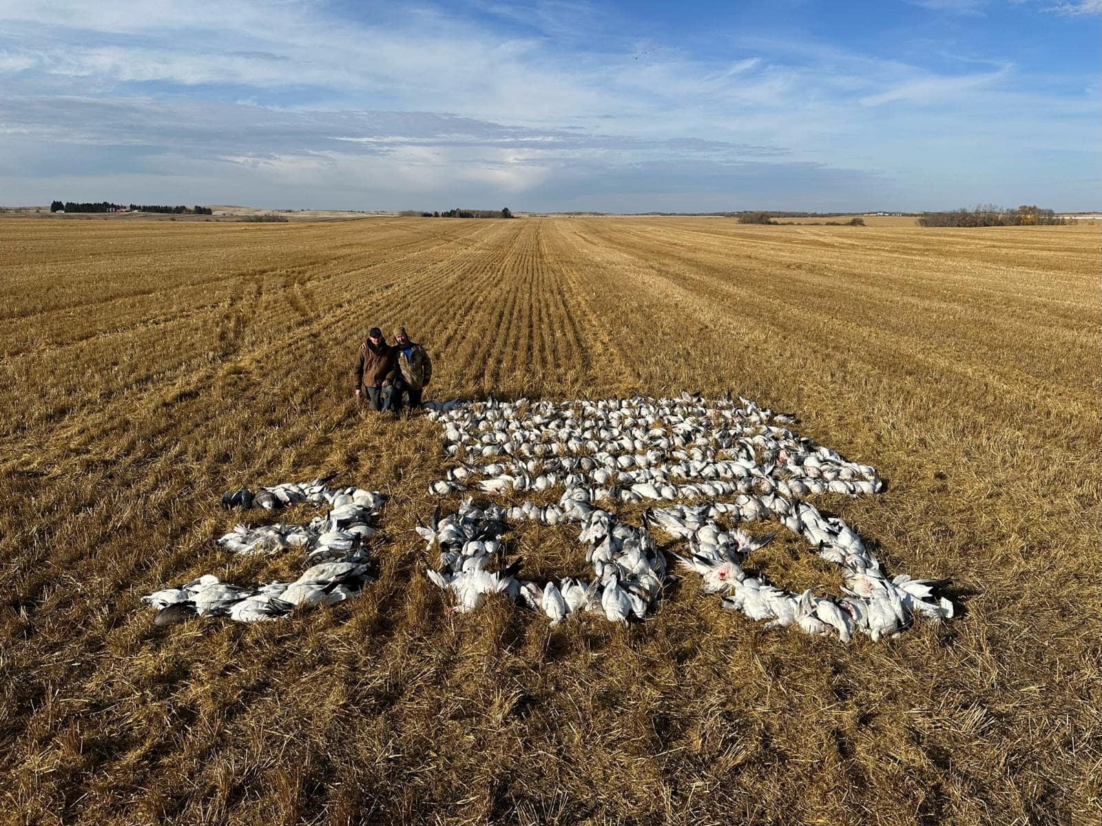 tableau 300 oies au canada