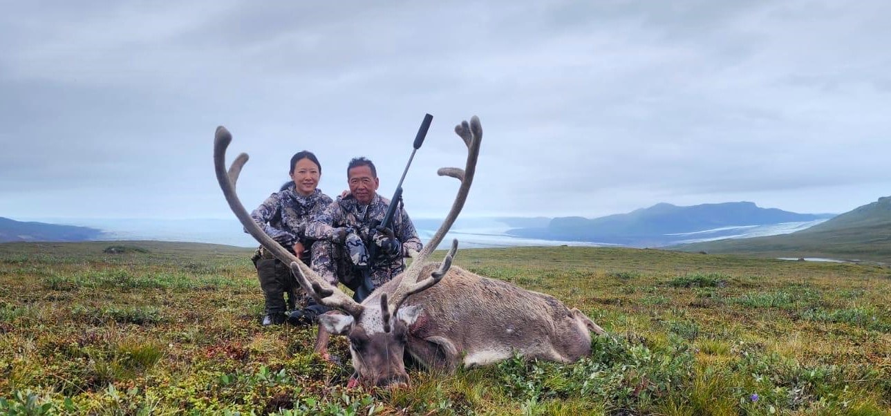 chasse caribou