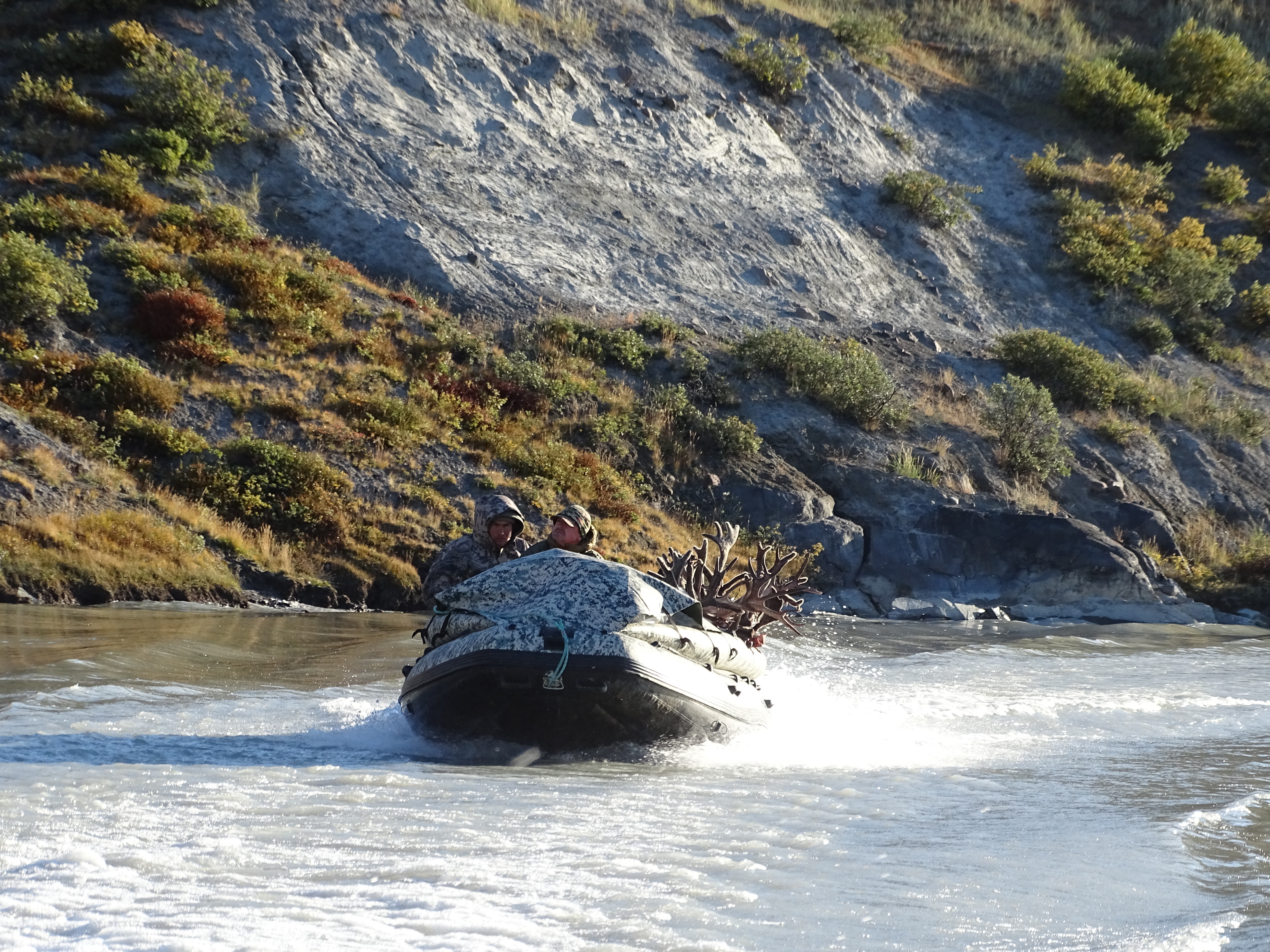 chasse caribou groenland