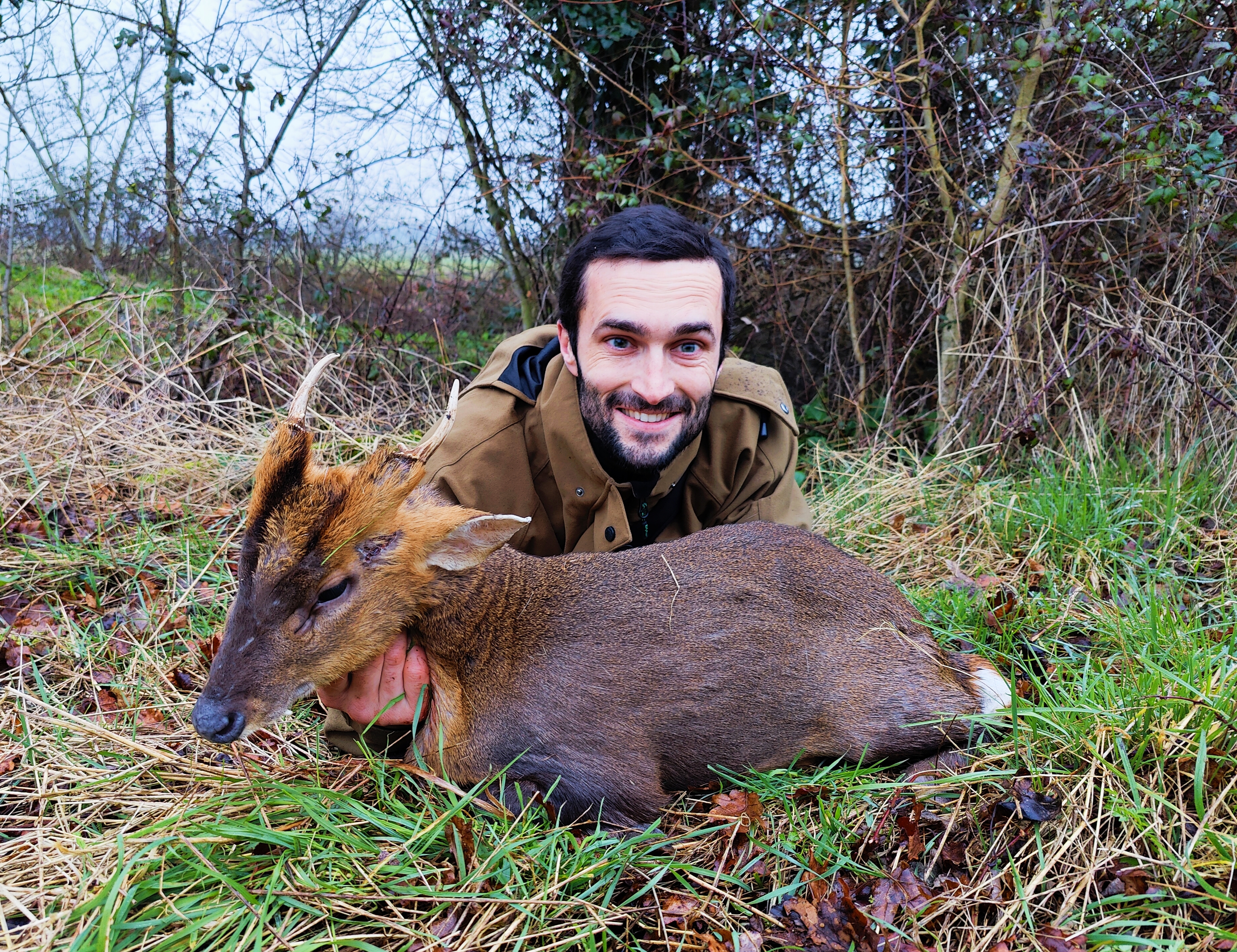 muntjac