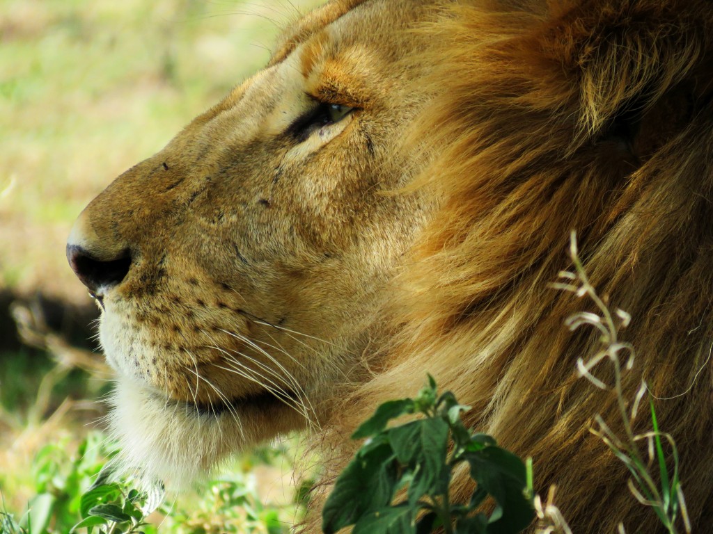 Safari chasse en Afrique du Sud, approchez springbok, gnou, koudou...