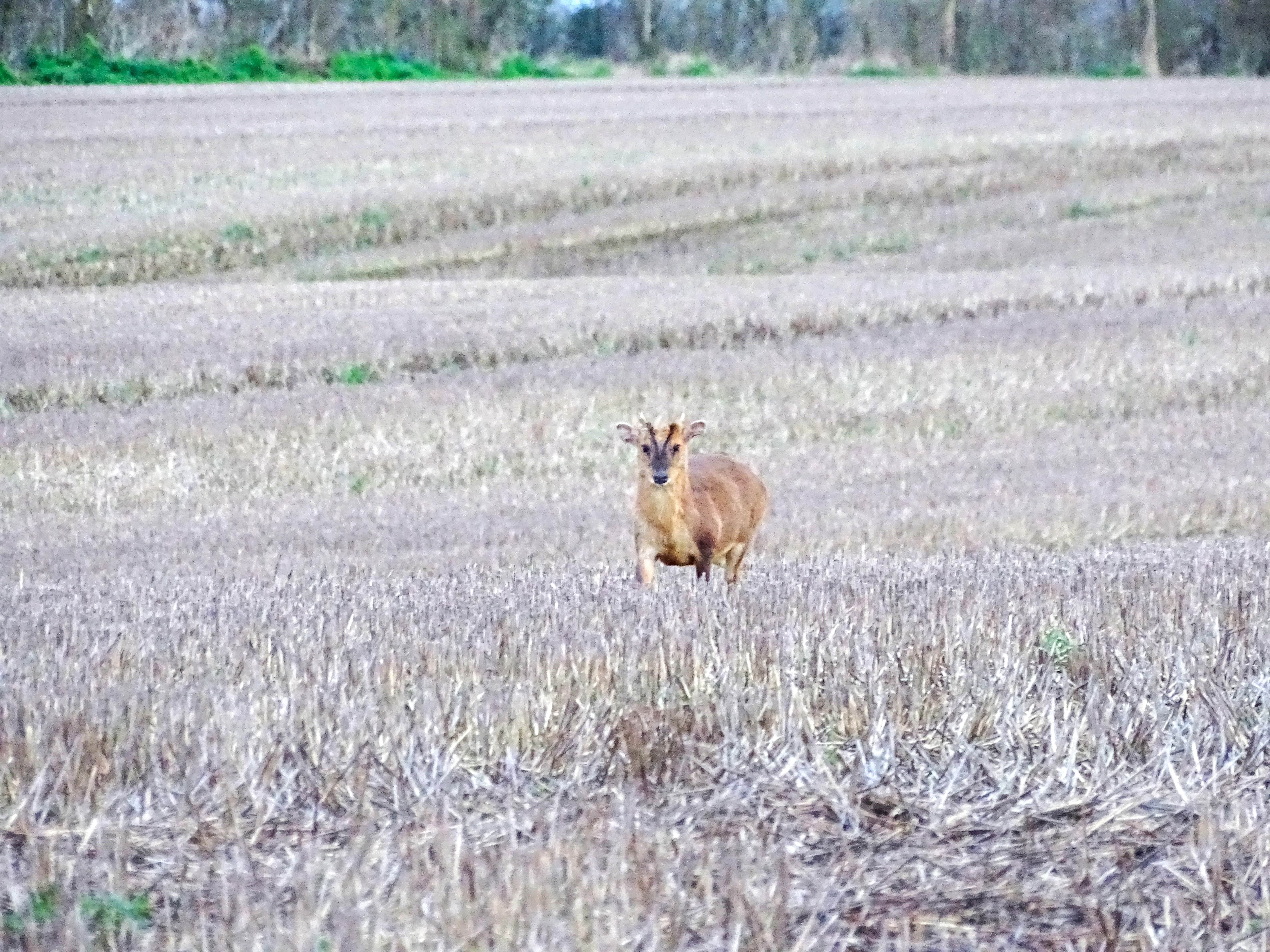 muntjac angleterre