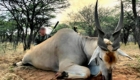Chasse en Namibie