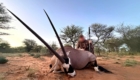 oryx en namibie