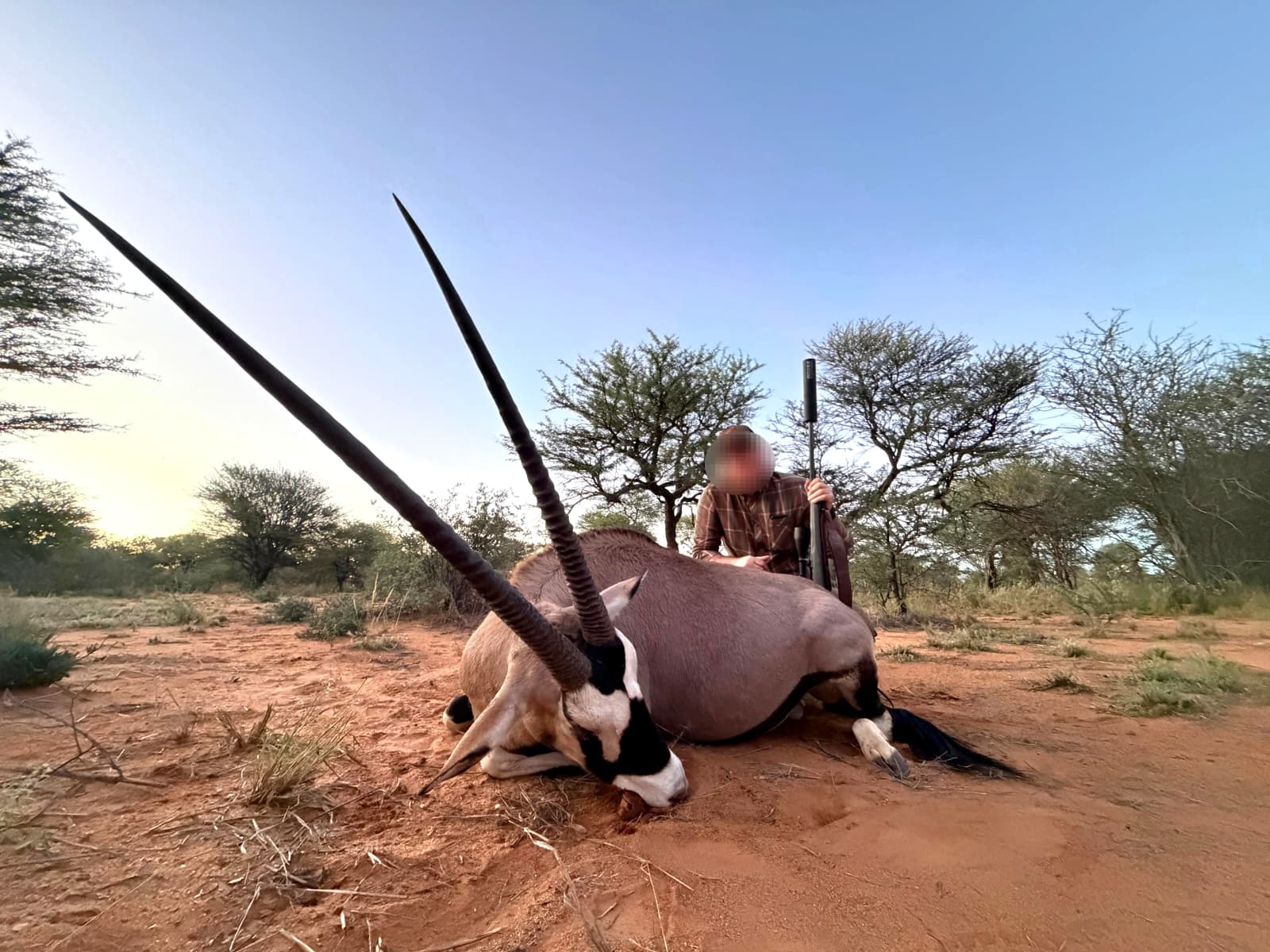 oryx en namibie