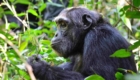 Chimpanzé safari photo