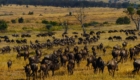 migration gnous safari photos