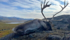 groenland caribou