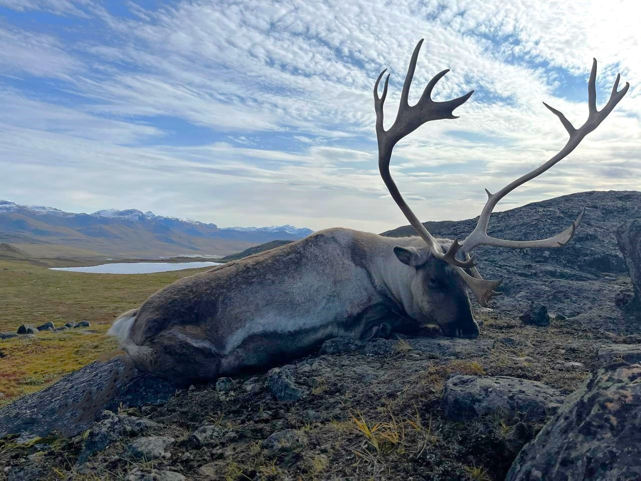 groenland caribou
