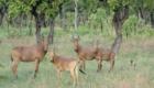 benin hunting safari