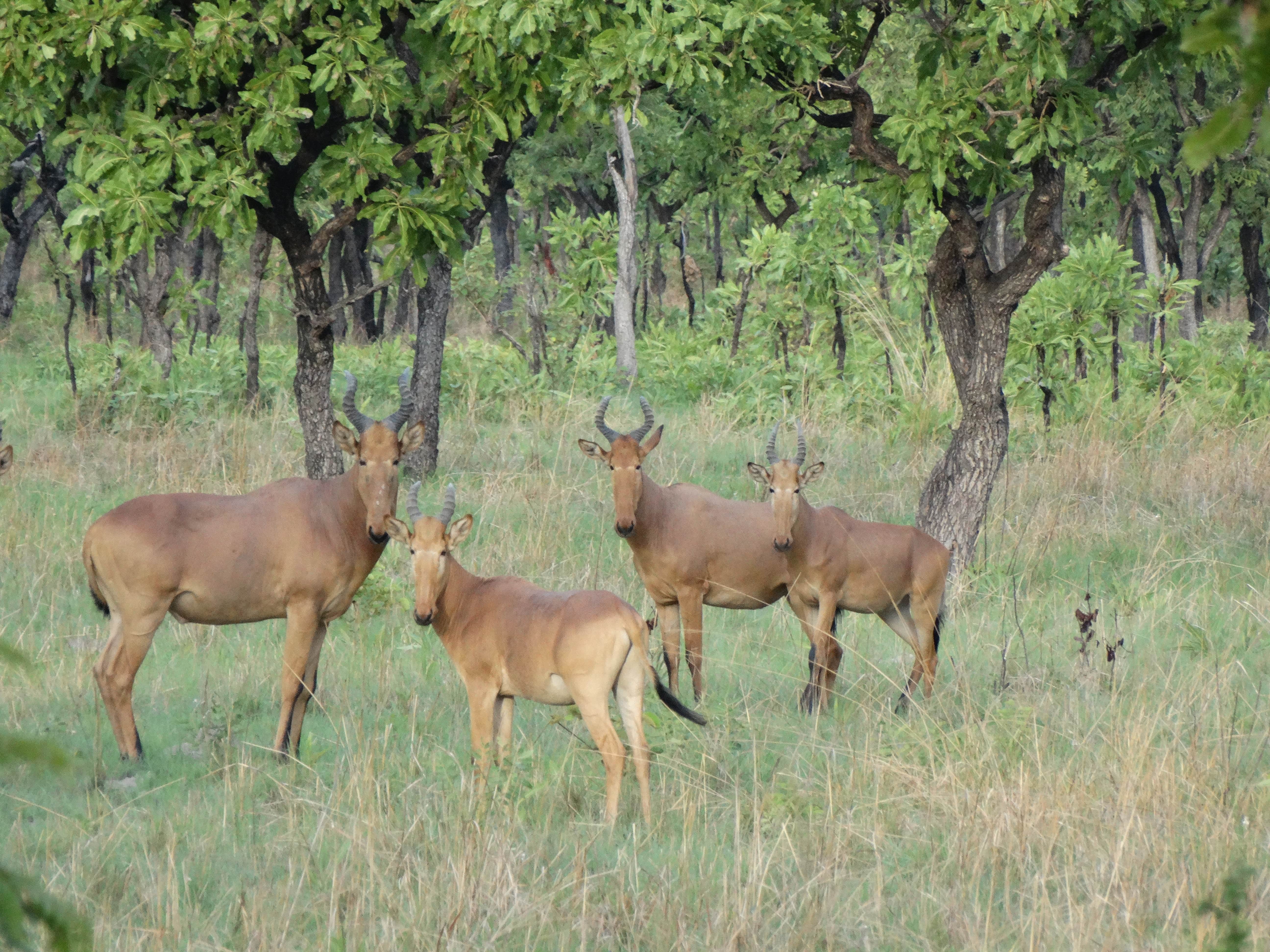 safari chasse benin
