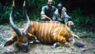 chasse au bongo au cameroun