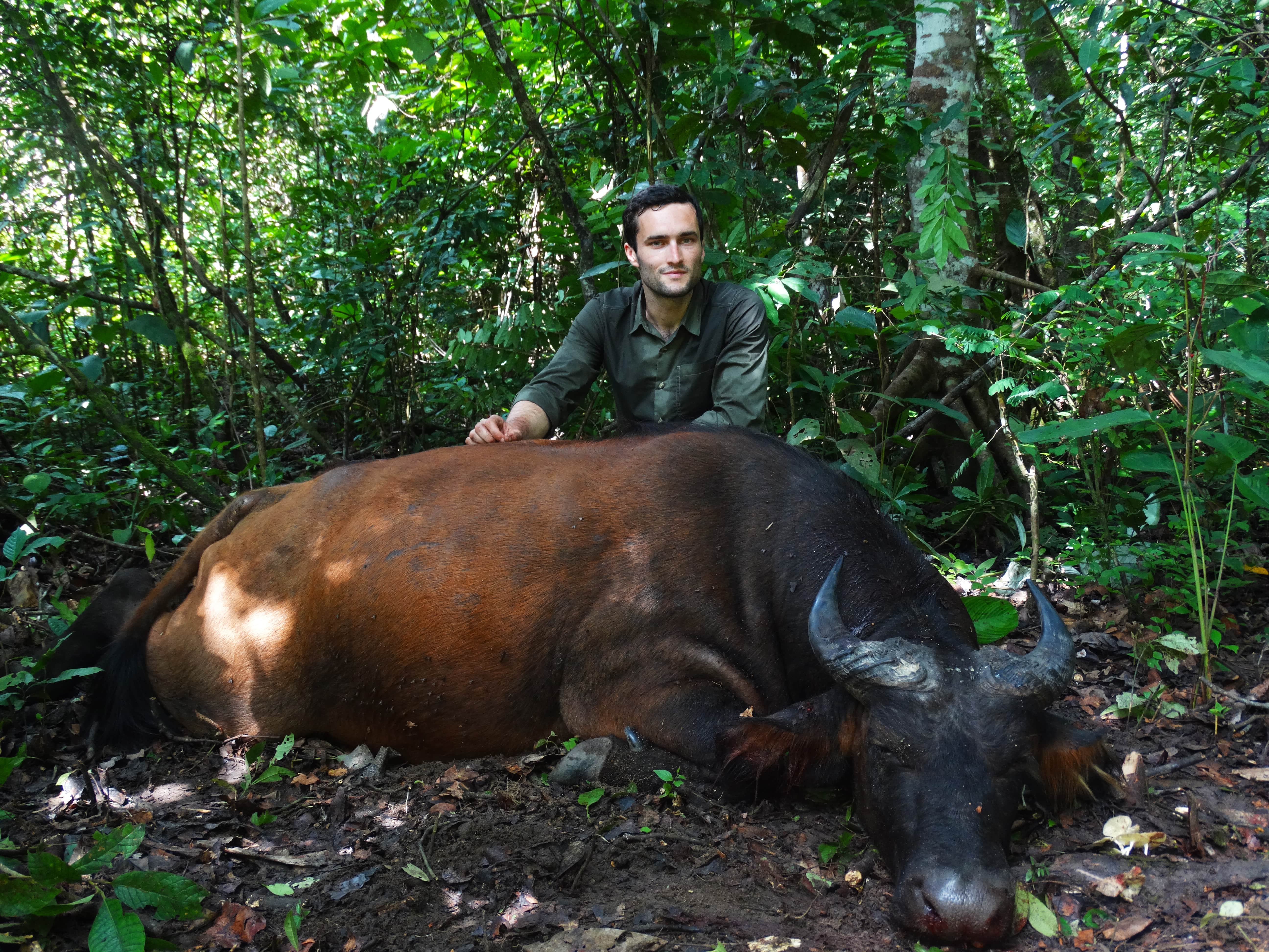 buffle de foret constant boulard