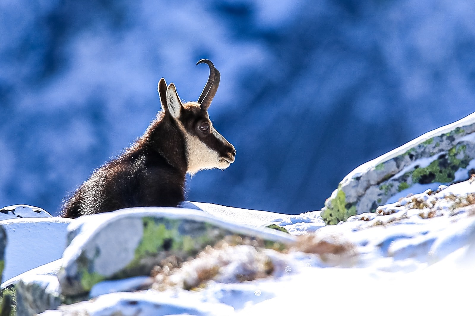 chamois carpathe