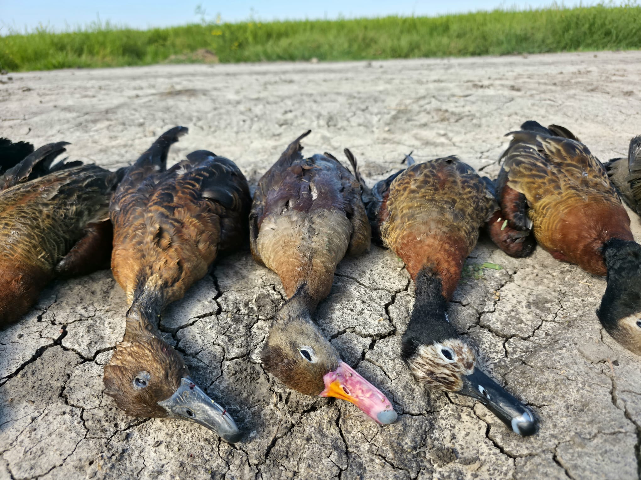 dendrocygne paraguay