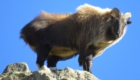 tahr des montagnes