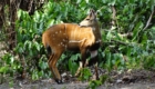 chasse en savane