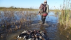 argentine chasse canards