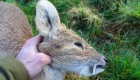 chinese water deer chasse