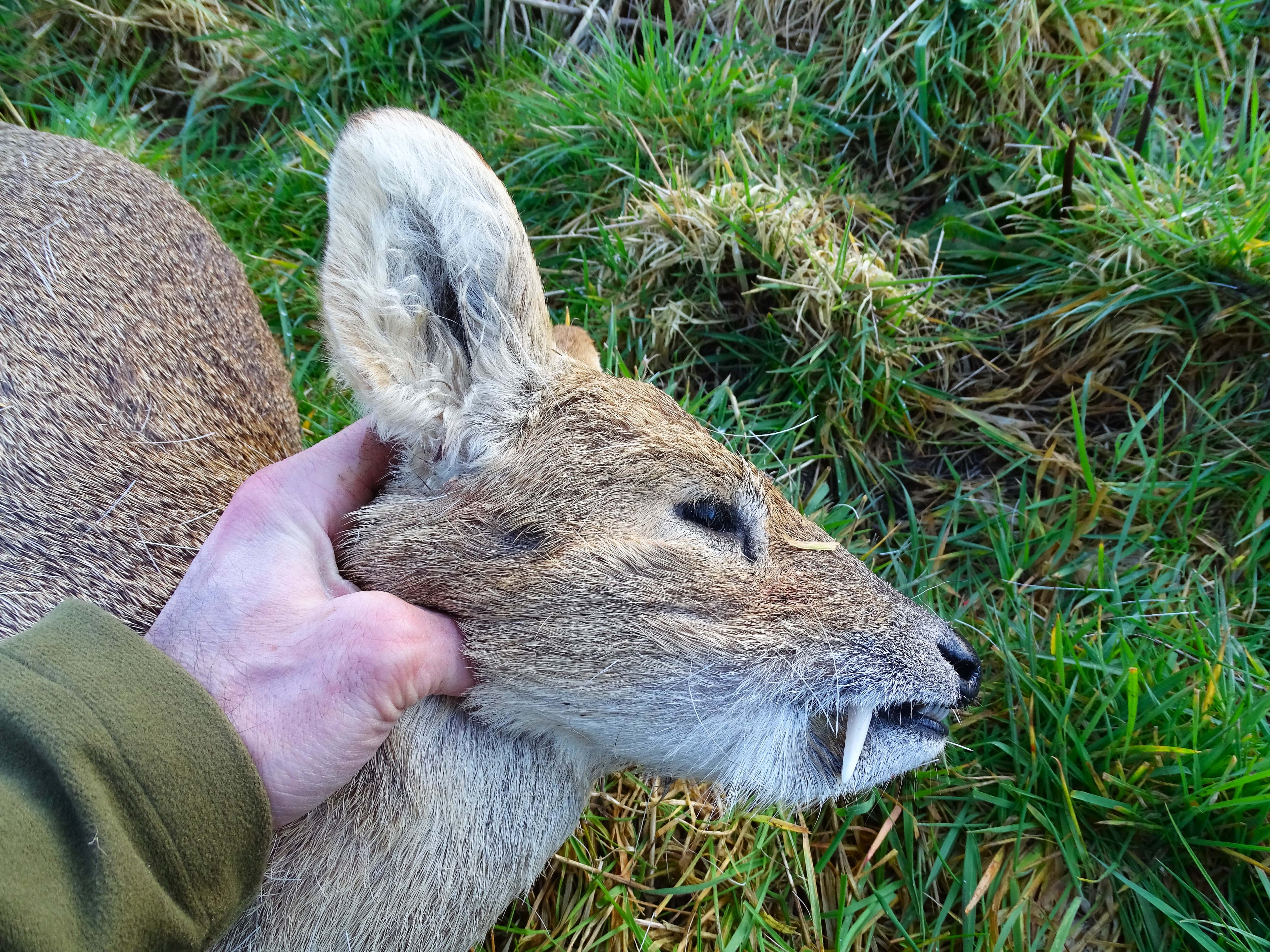 chinese water deer chasse