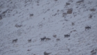 hunting ibex