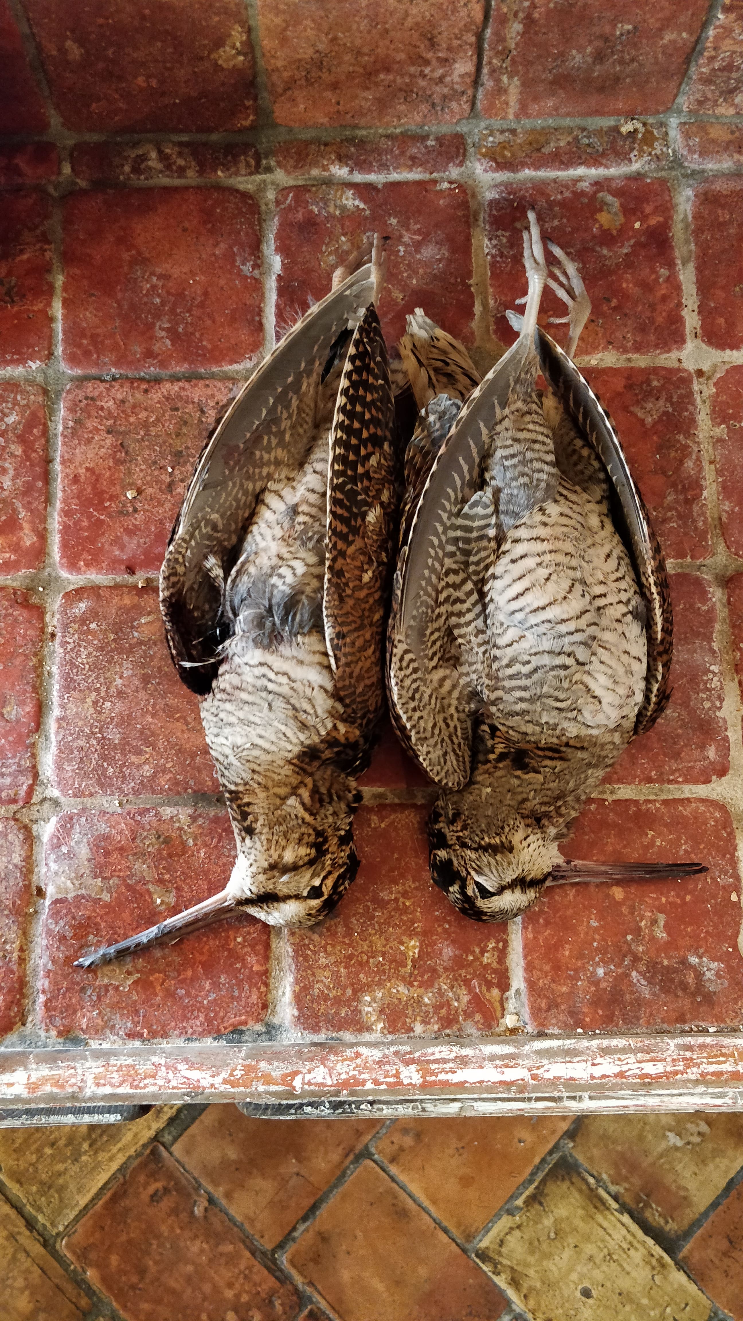 nature morte becasse