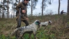 chasse becasse angleterre