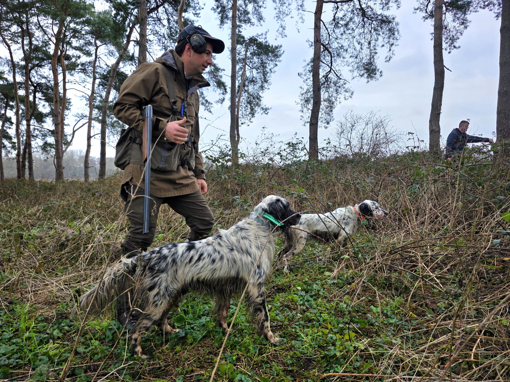 chasse becasse angleterre
