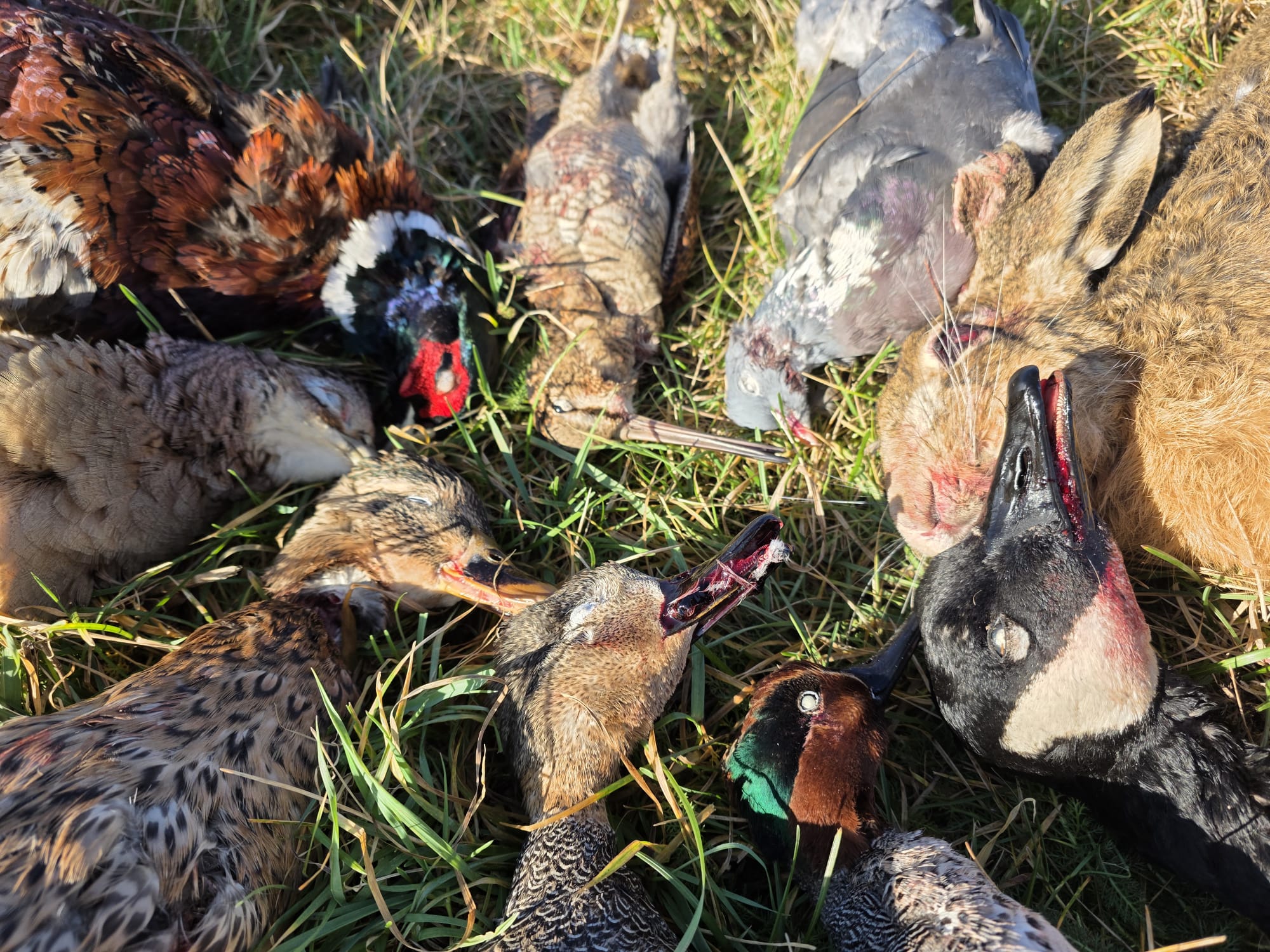 petit gibier angleterre