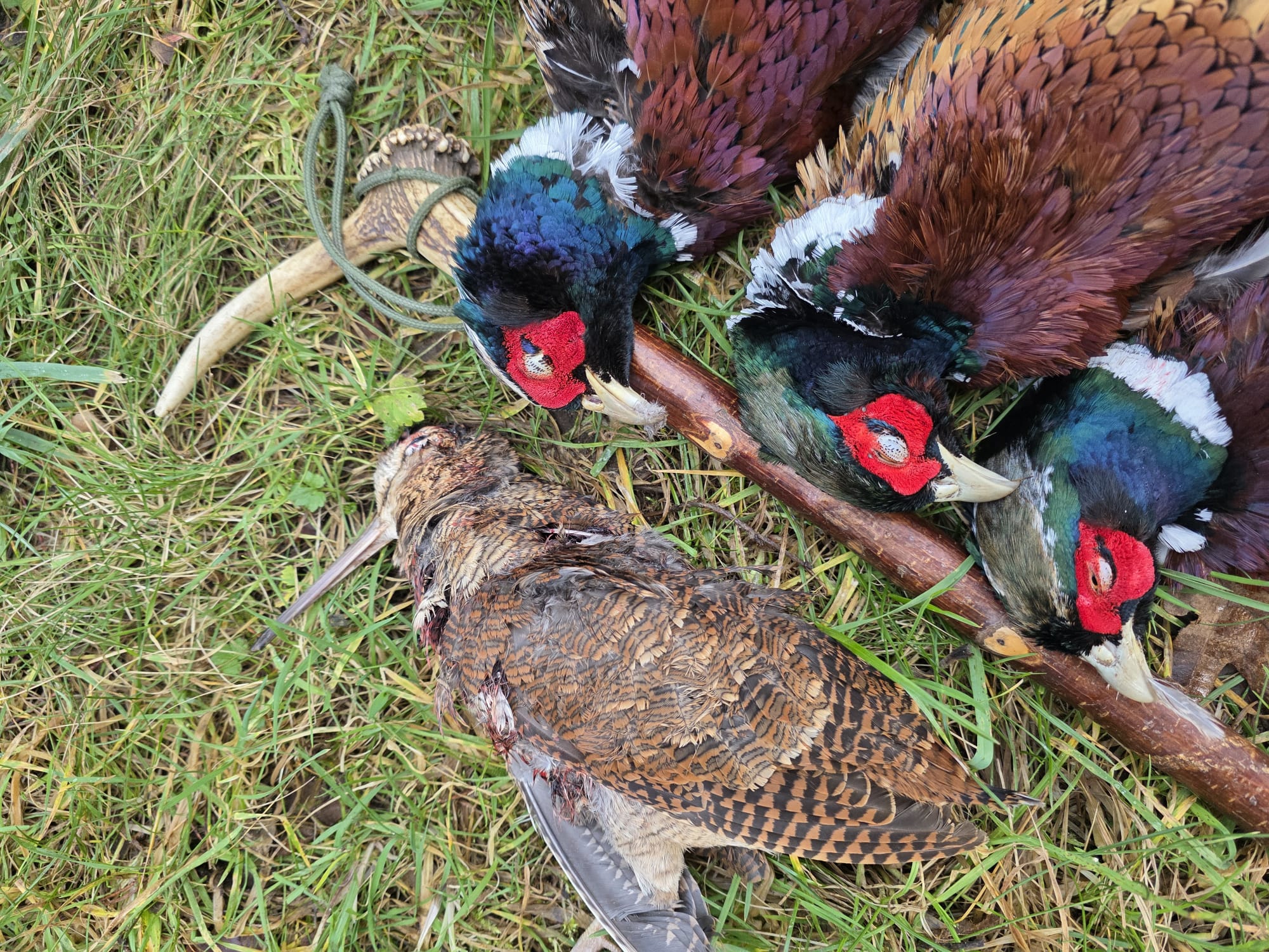 rough shooting angleterre