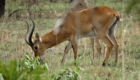 safari en savane