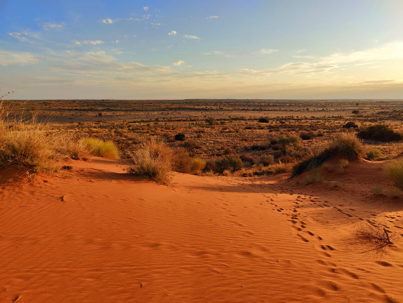 chasse kalahari desert
