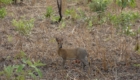 african savannah hunting