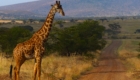girafe safari photo