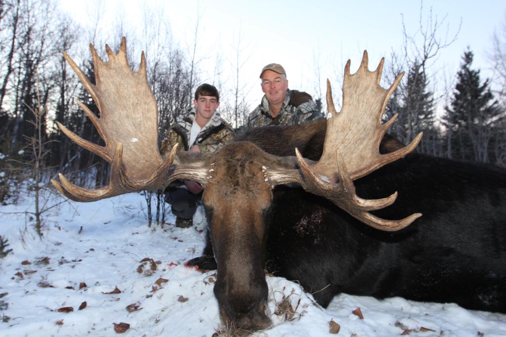 chasse moose
