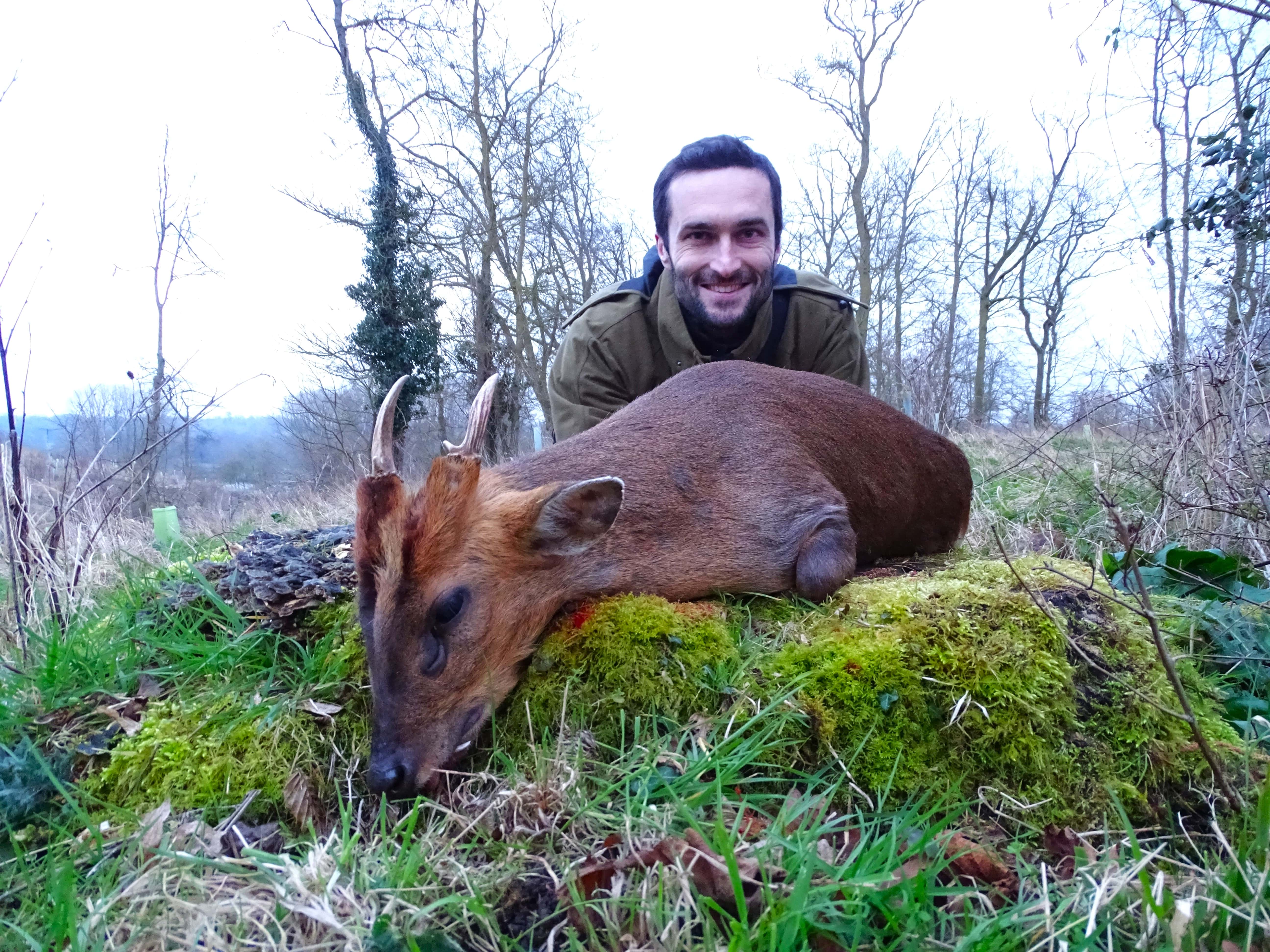 constant boulard muntjac