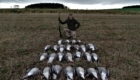 goose hunting in scotland