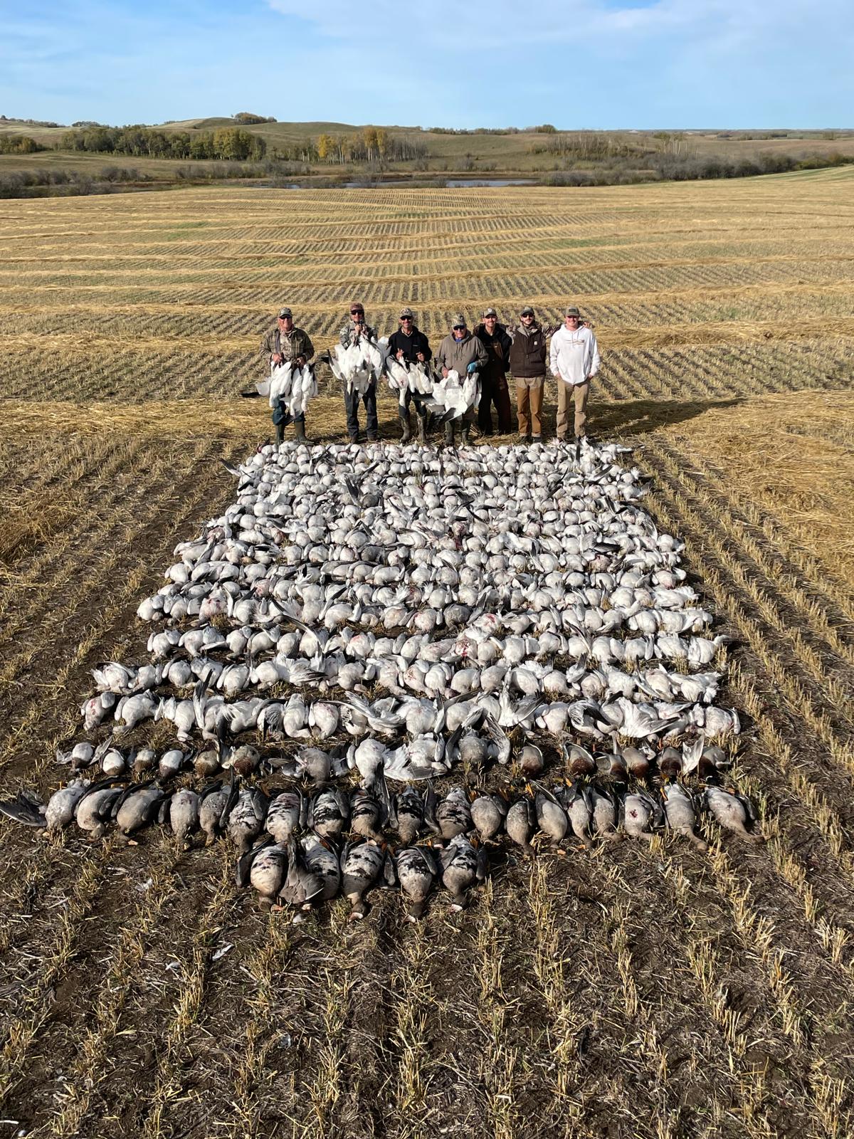 chasse aux oies canada