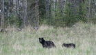 chasse ours noir