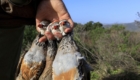 rough shooting red partridges
