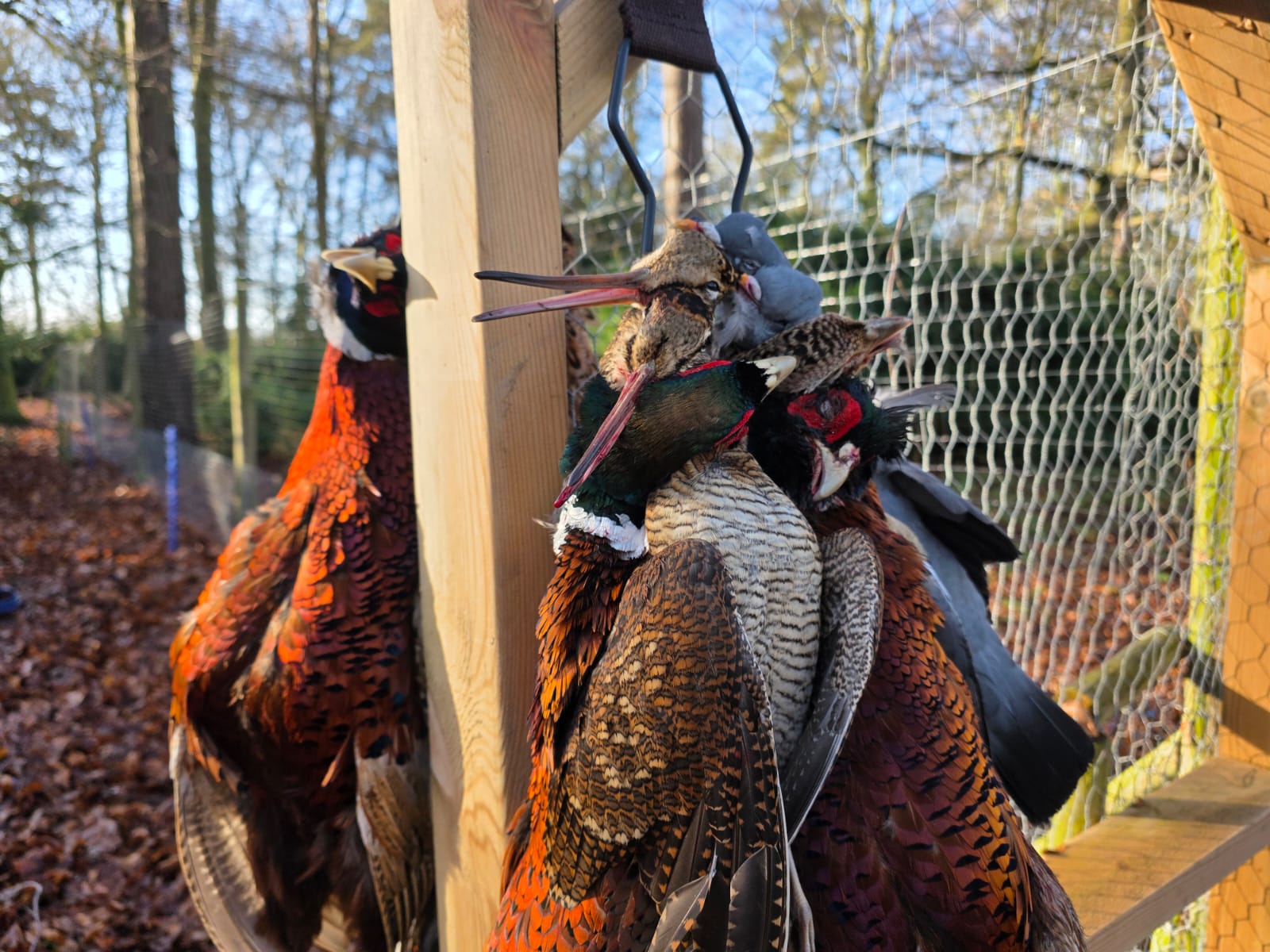 Constant Boulard adventures